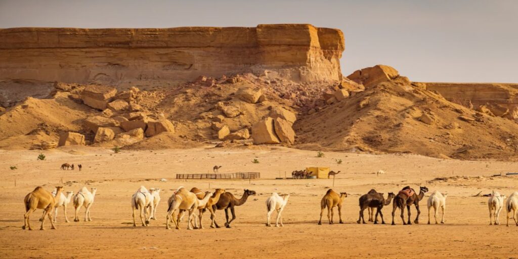 Discover Saudi Arabia