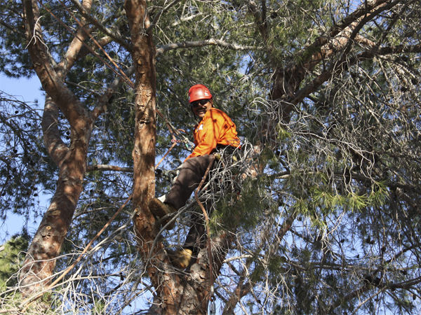 Arborist wearing safety gear climbing a tall tree